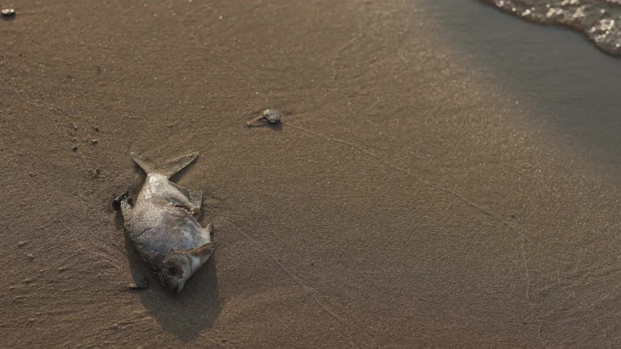 湖边沙滩上的死鱼。视频下载