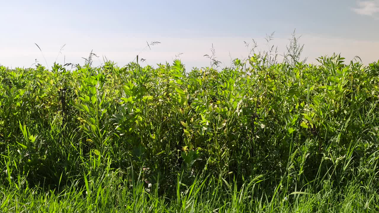 夏天长着绿豆芽的田地视频素材