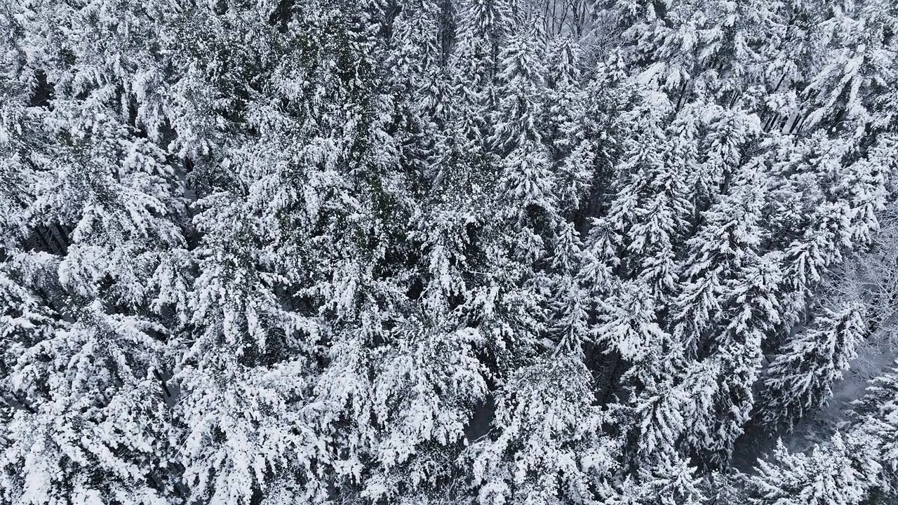 中西部地区一场暴风雪过后，一架无人机捕捉到了一片森林的积雪。视频素材