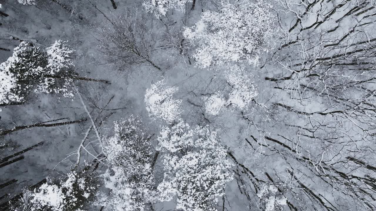 无人机视角捕捉到中西部森林中一场重大暴风雪后的积雪。视频素材