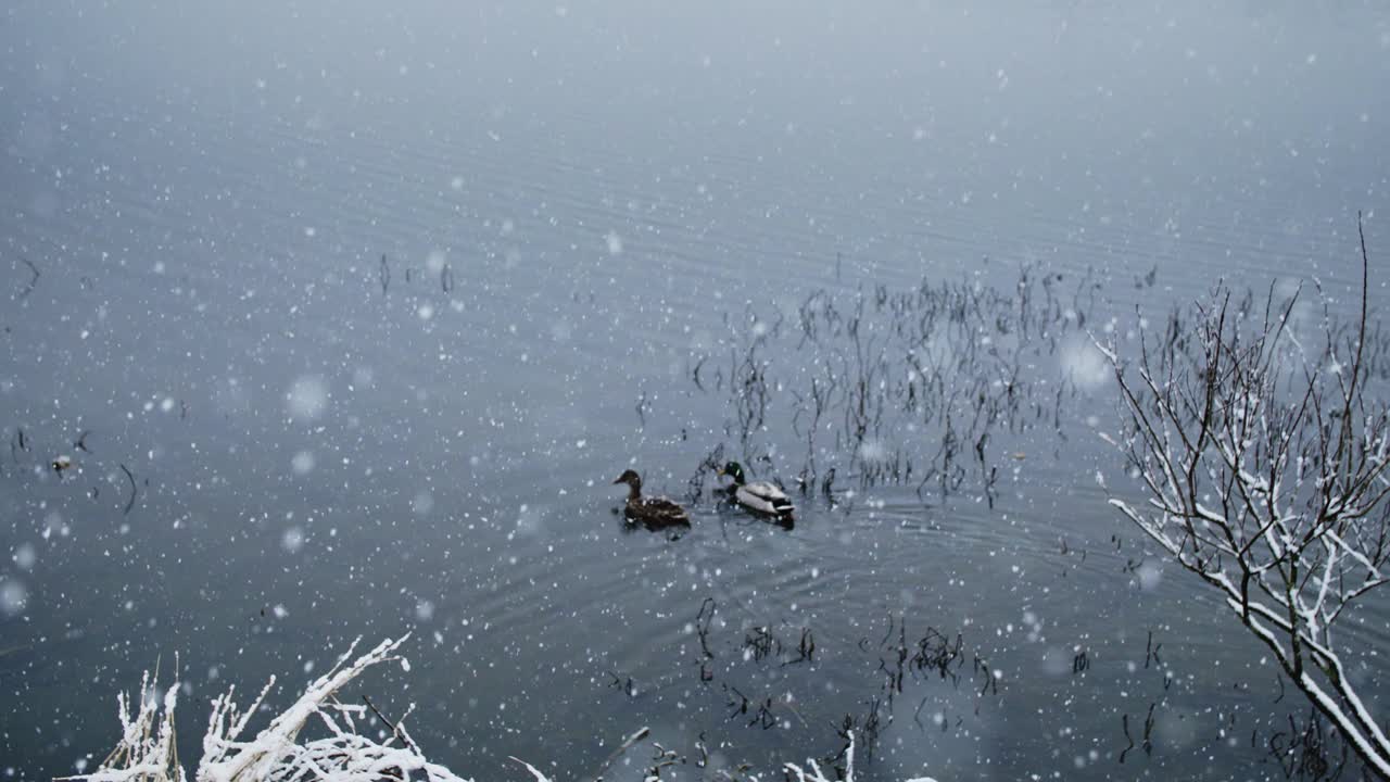 鸟儿们优雅地忍受着河面上轻柔的降雪视频素材