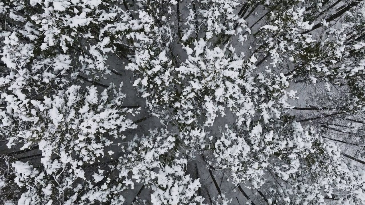 无人机镜头捕捉到了中西部地区一场大雪覆盖的森林里的寒冷景象。视频素材