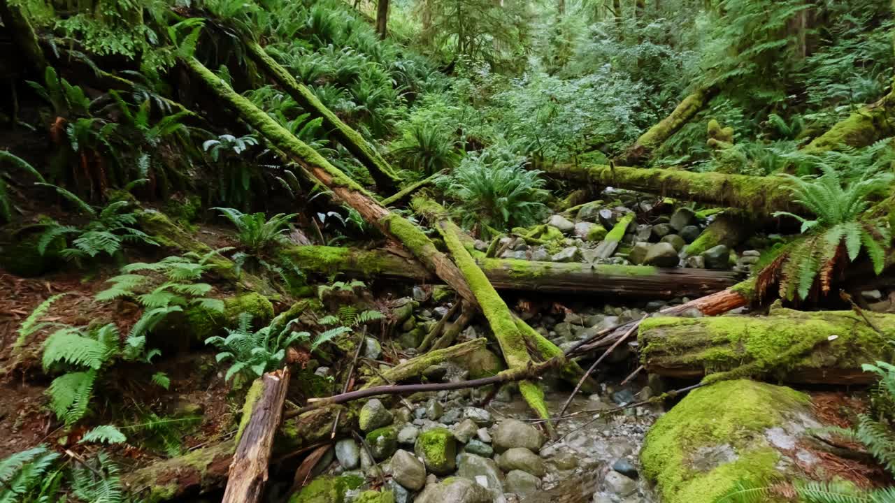 在美丽的森林里，苔藓树和蕨类植物沿着一条小溪生长的全景。-宽锅视频素材