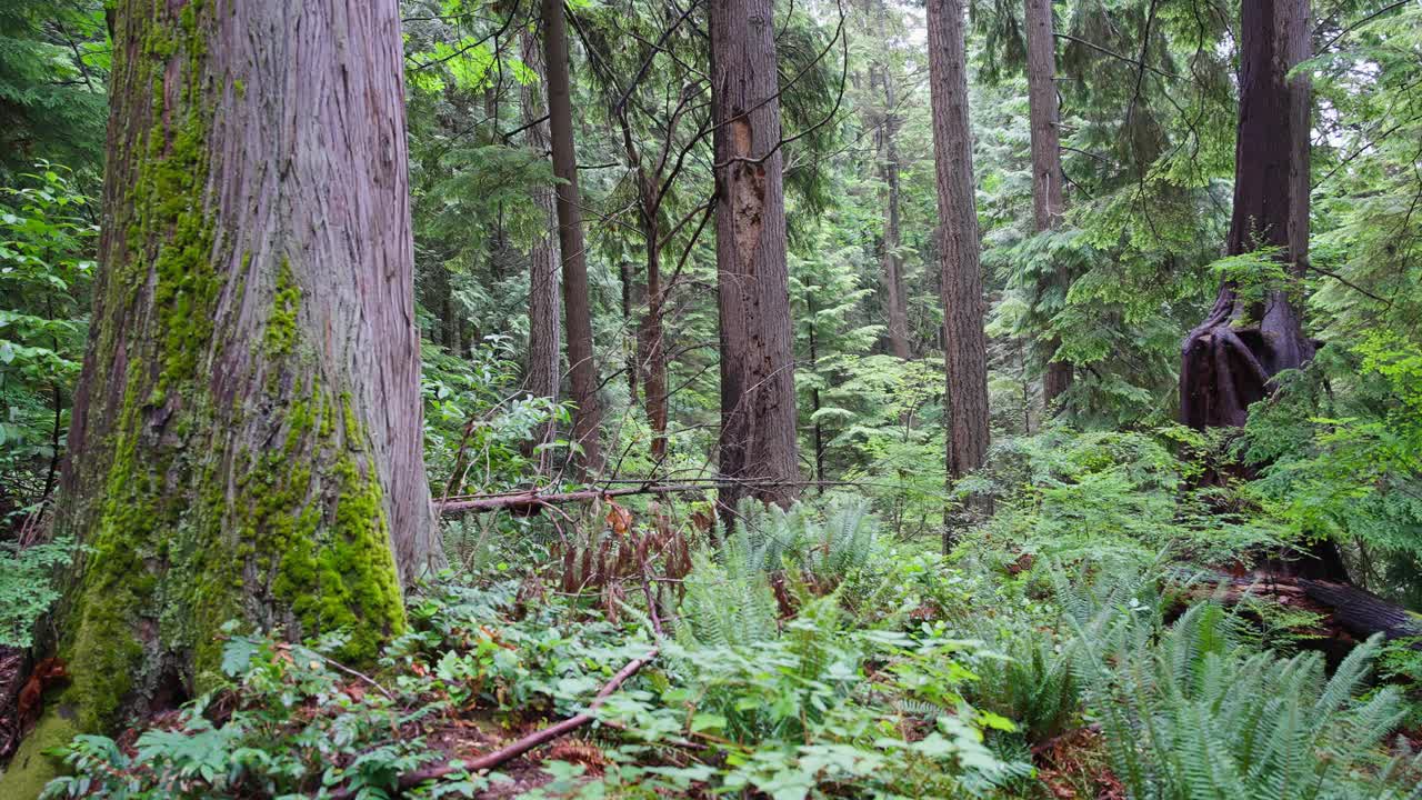 森林里的苔藓树和蕨类植物全景。-宽锅视频素材