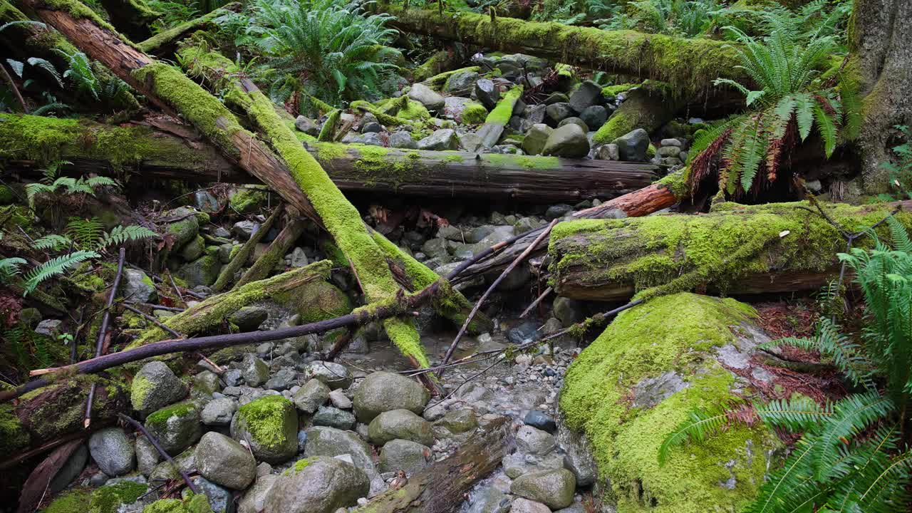 在茂密的森林里，小溪穿过长满苔藓的岩石、树枝和原木。——静态视频素材