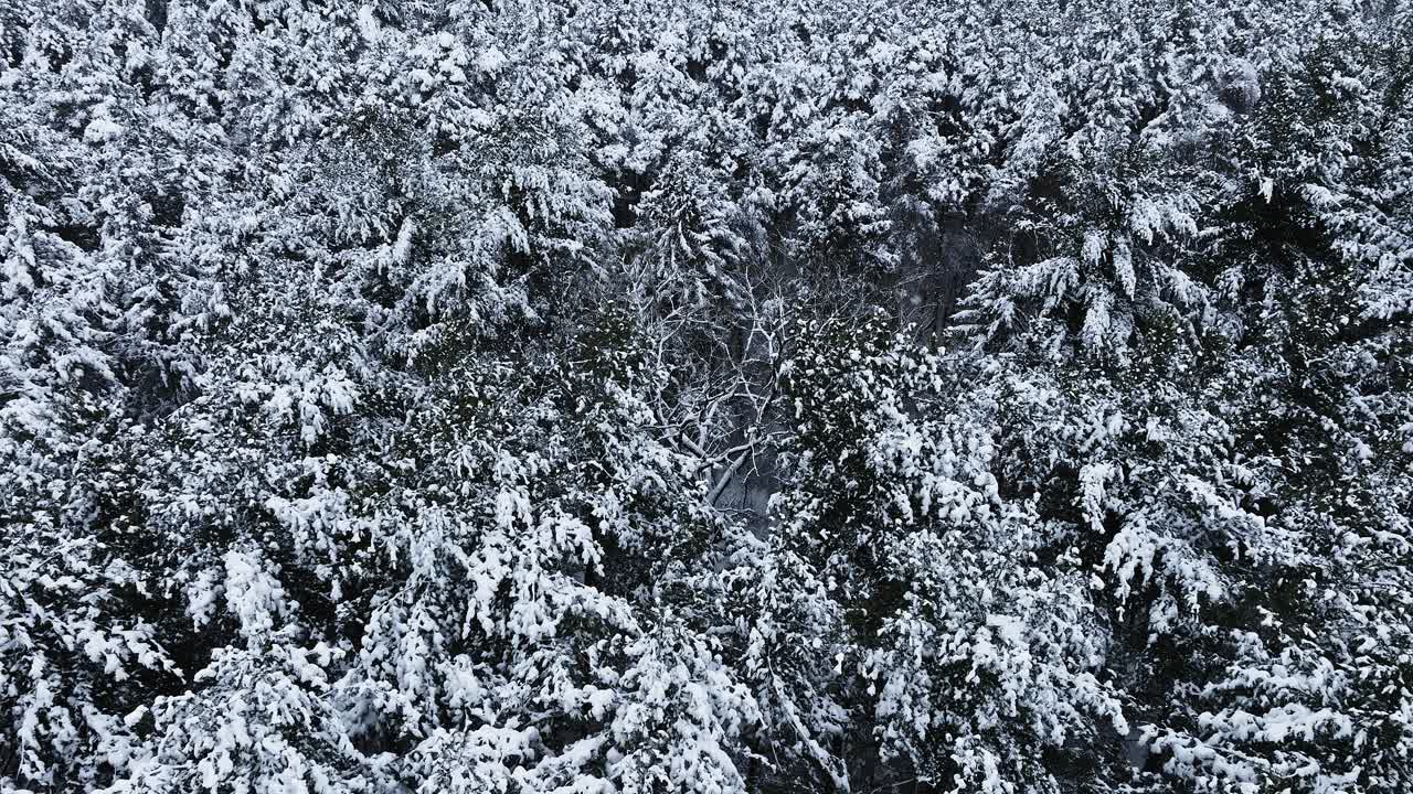 无人机拍摄的中西部林地在一场暴风雪后被大雪覆盖。视频素材