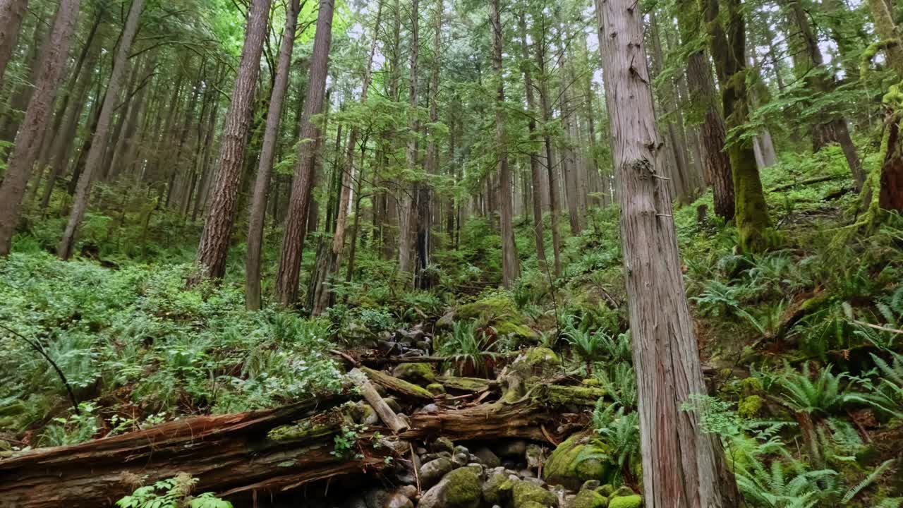 全景苔藓树，蕨类植物和倒下的树木沿着一条小溪生长在一个美丽的丰富的绿色森林。-宽向下平移视频素材