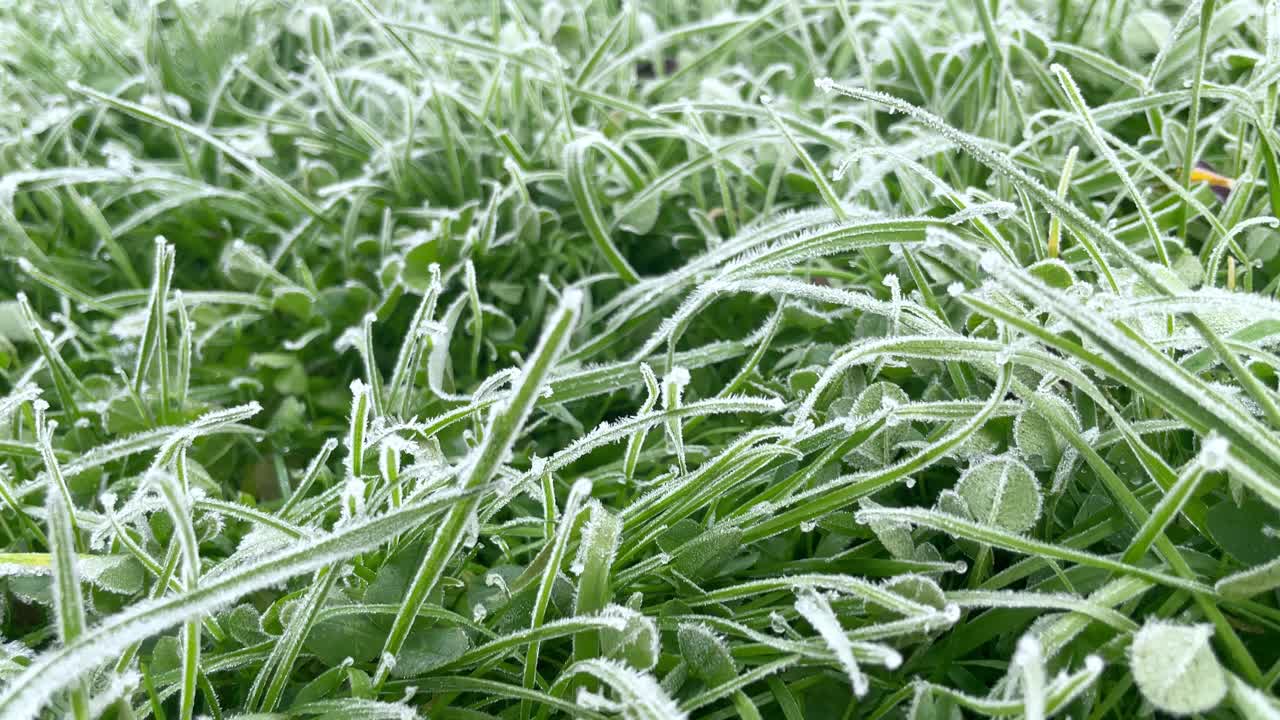 绿草结霜。秋天，冬天来了，农田里有不同的植物在霜雪过后的雪地里视频素材