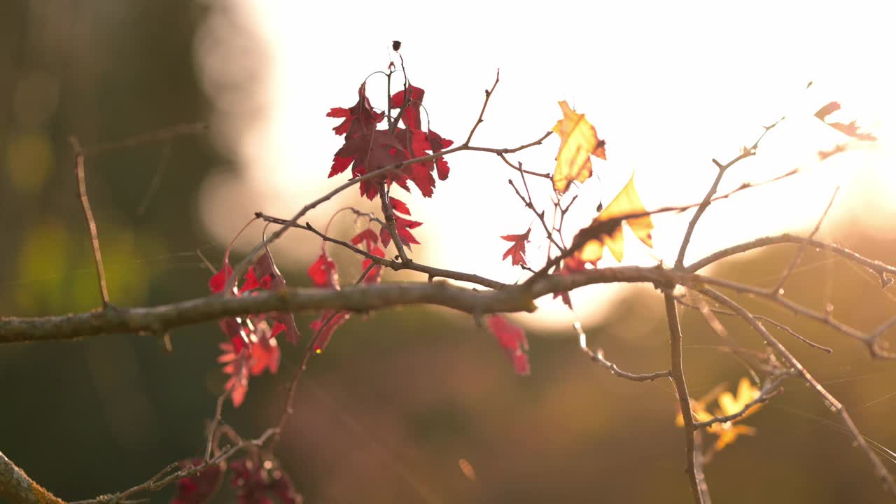近距离拍摄秋天日落时树上最后一片色彩斑斓的叶子。视频素材