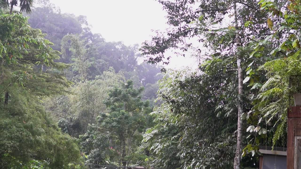 雨落在前面的花园里视频素材