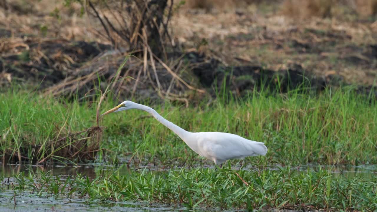 这只大白鹭正在湿地栖息地寻找猎物——特写视频素材