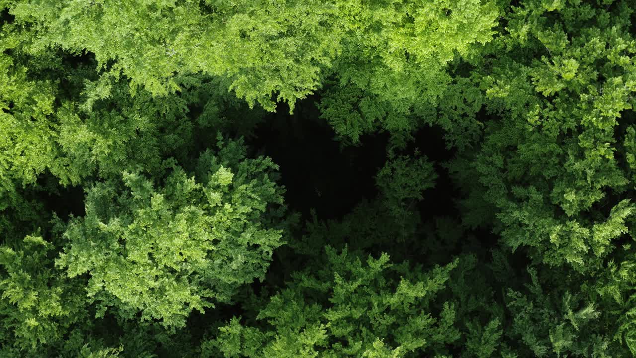 由上而下的落叶林绿林航拍。无人机在郁郁葱葱的树冠上飞行。缩小旋转，自然纹理背景视频素材