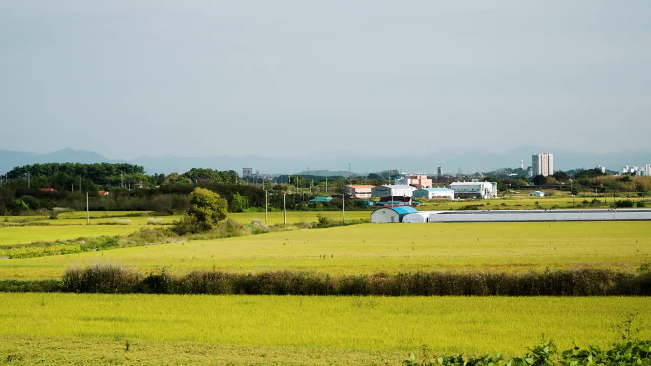 韩国全罗北道群山的稻田，白天的金色作物。-偏右投篮视频素材