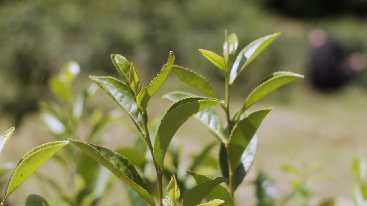 灌木上的新鲜绿茶叶子特写。乔治亚州种植园里美丽的茶树。天然有机产品视频素材