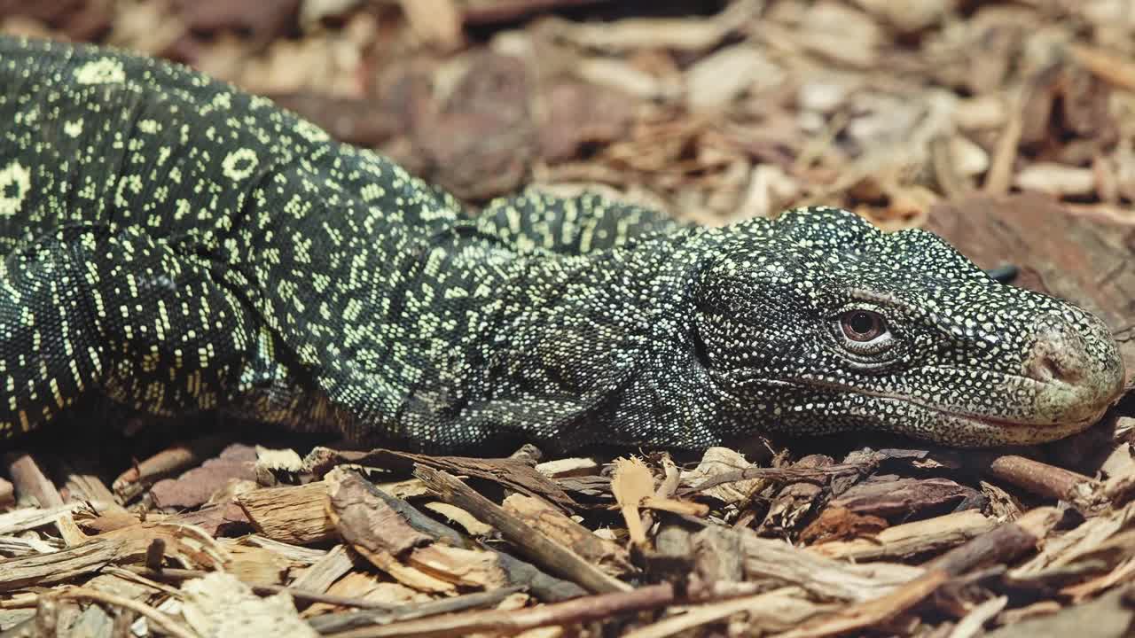 鳄鱼监视器，Varanus salvadorii。也被称为巴布亚监视器。视频下载