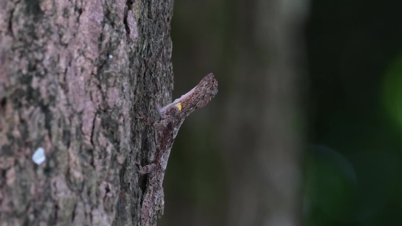 当这棵树随风移动时，相机将镜头拉近，这名男子抬头看向天空，斑点飞龙，泰国视频素材