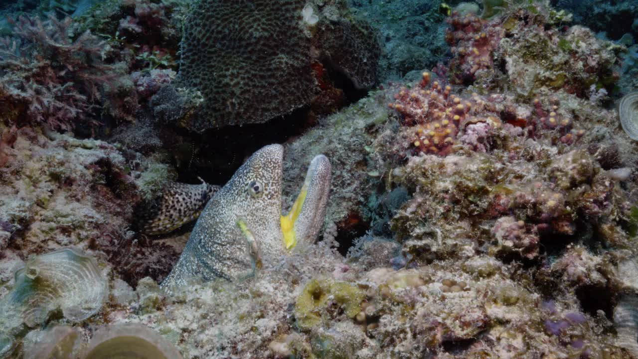 巨大的黄嘴海鳗站得很高，在镜头前露出牙齿，保护着自己的领地。视频素材