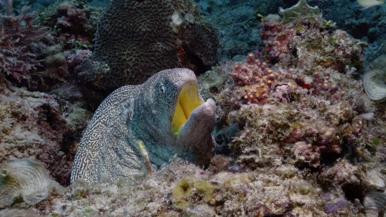 巨大的黄嘴海鳗在掩护，背景中露出一条美丽的龙海鳗。视频素材