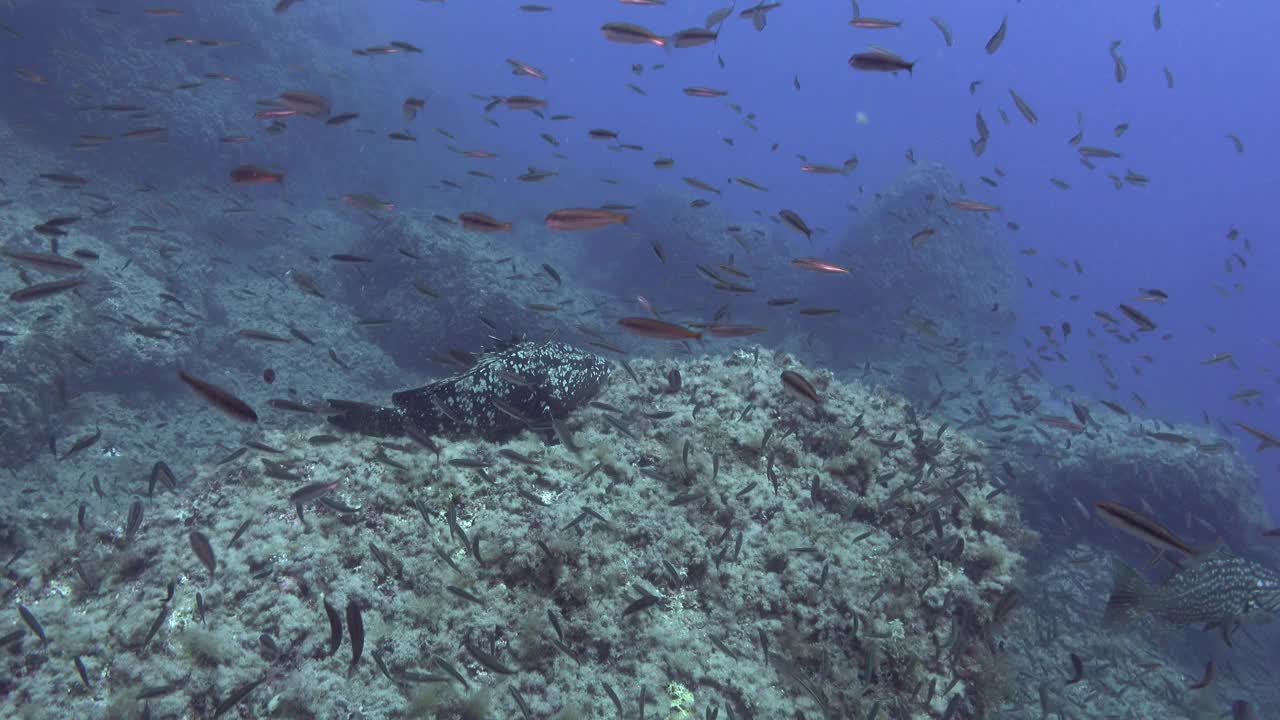 地中海的海洋生物——像沙丁鱼和大石斑鱼这样的鱼类视频素材