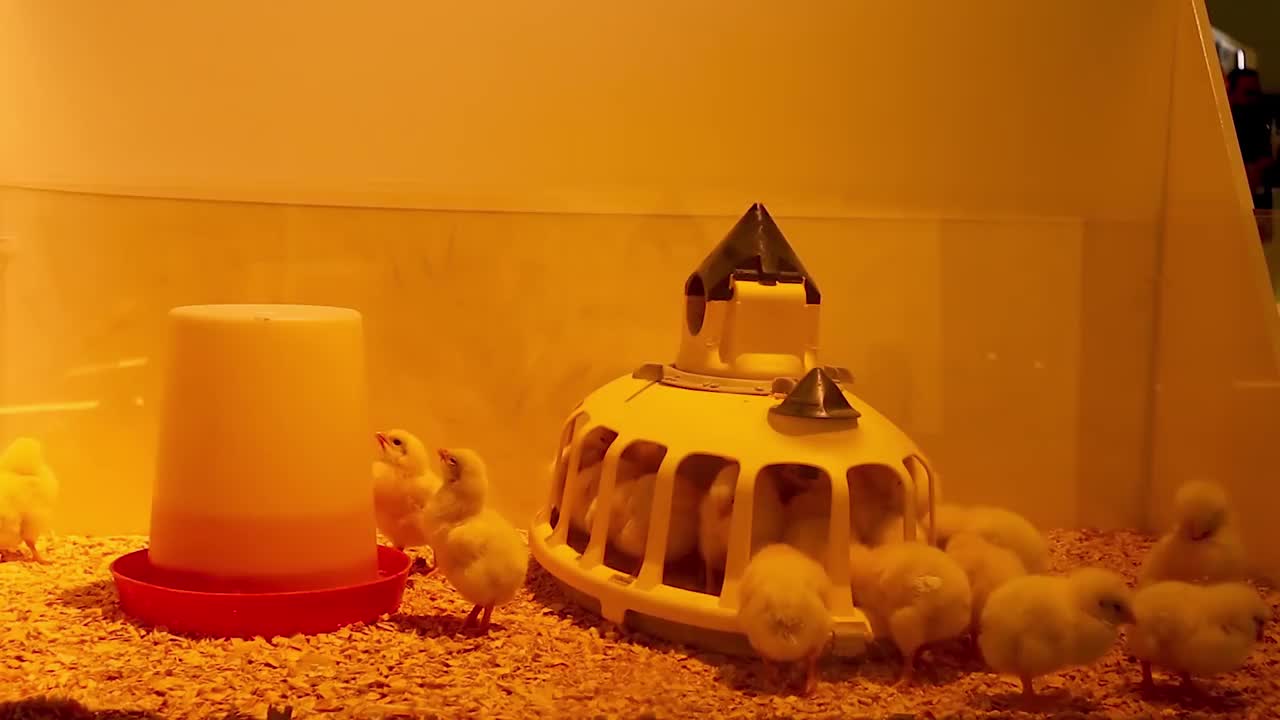 虐待动物。在一次农业展览会上，小鸡被放在一个玻璃罐里。灯光一直照在她身上，她周围有噪音。于是鸟儿们进入了喂食器，希望能得到一些安宁视频下载