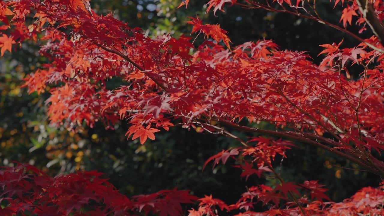 枫叶树，秋叶背景视频素材