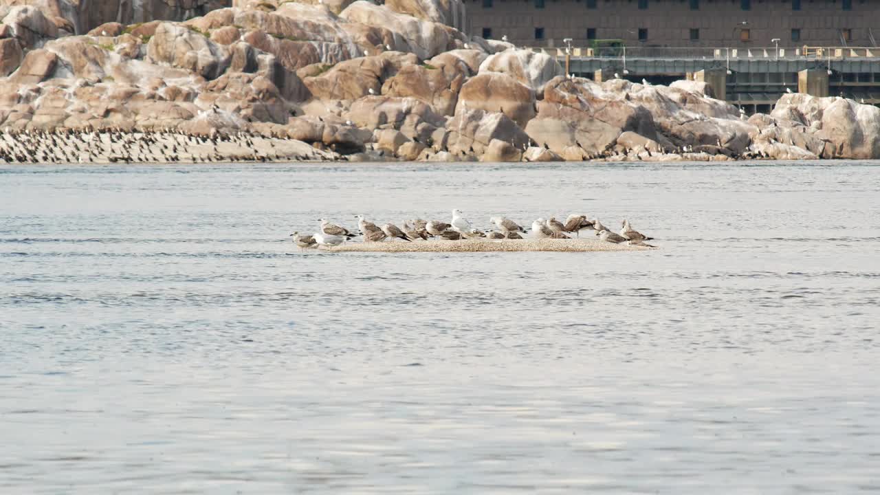 海鸥在河中央的一个小沙洲上，背景是岩石和水坝视频下载