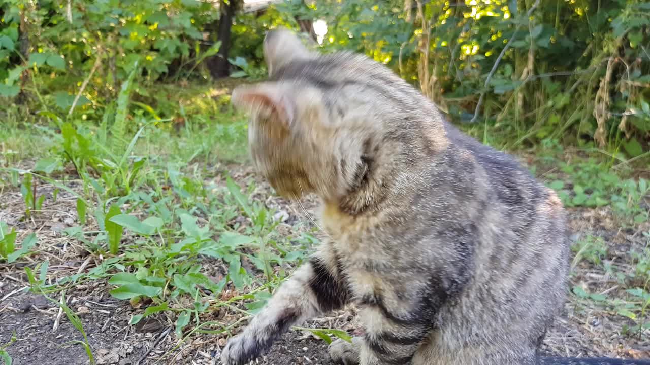 无家可归的灰色虎斑猫在街上洗澡。家猫在户外。家庭宠物生活。视频下载