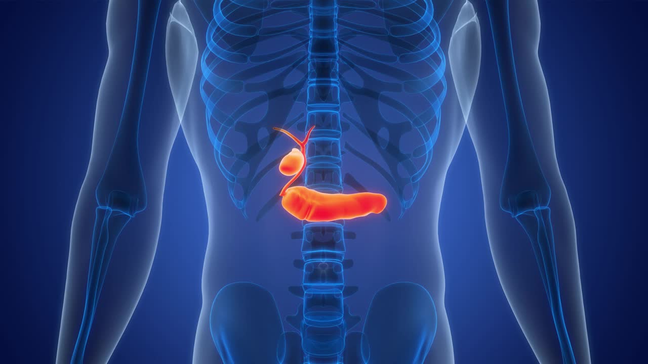 人体内脏胰腺与胆囊解剖动画概念视频素材