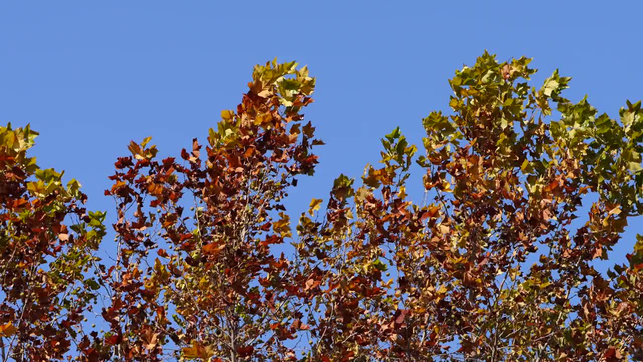 树枝上的秋叶被风吹着。运动或变化的概念。伦敦梧桐树“Platanus x hispanica”的叶子在季节颜色变化期间。蓝天背景。爱尔兰都柏林视频下载