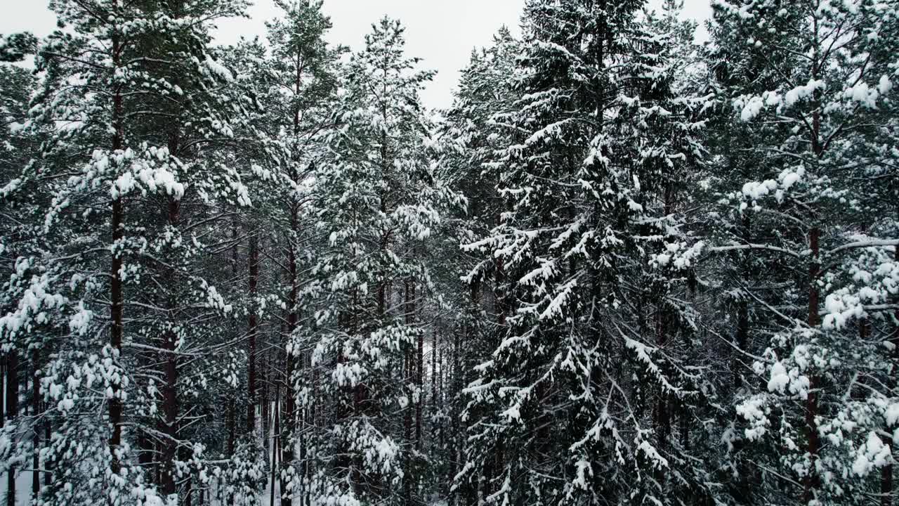 升起冬日雪林全景。视频下载