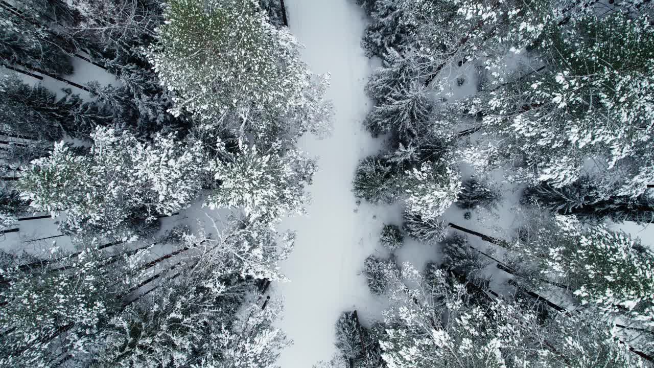 冬季雪林鸟瞰图。飞越有很多雪的冬季森林。视频下载