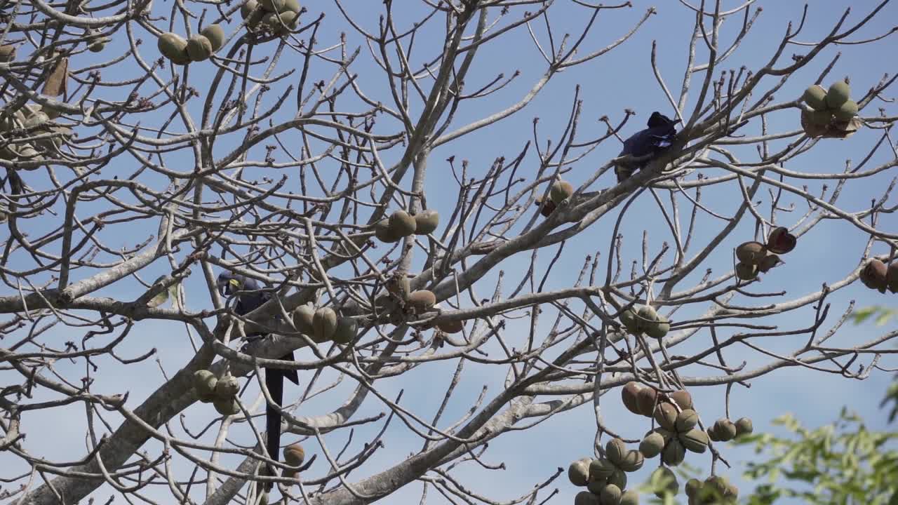 美丽的蓝色风信子鹦鹉Anodorhynchus hyacinthinus，沿着通往巴西Jofre港的trantaneira路线，爬过地球上最大的沼泽地区Pantanal的树木。视频素材