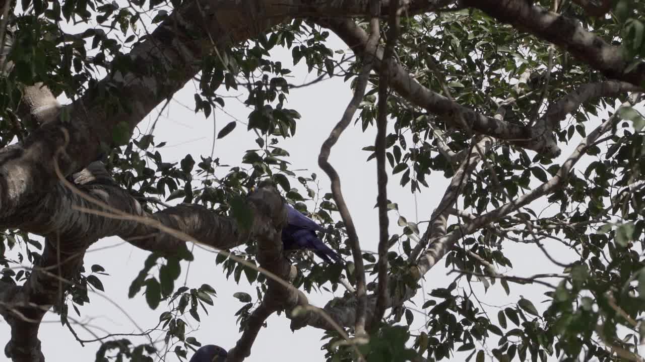 美丽的蓝色风信子鹦鹉Anodorhynchus hyacinthinus，沿着通往巴西Jofre港的trantaneira路线，爬过地球上最大的沼泽地区Pantanal的树木。视频素材