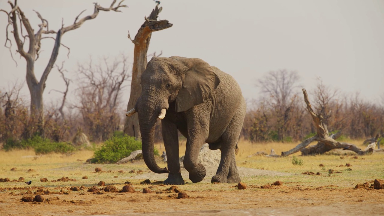 一头非洲大象(Loxodonta africana)走向镜头视频素材