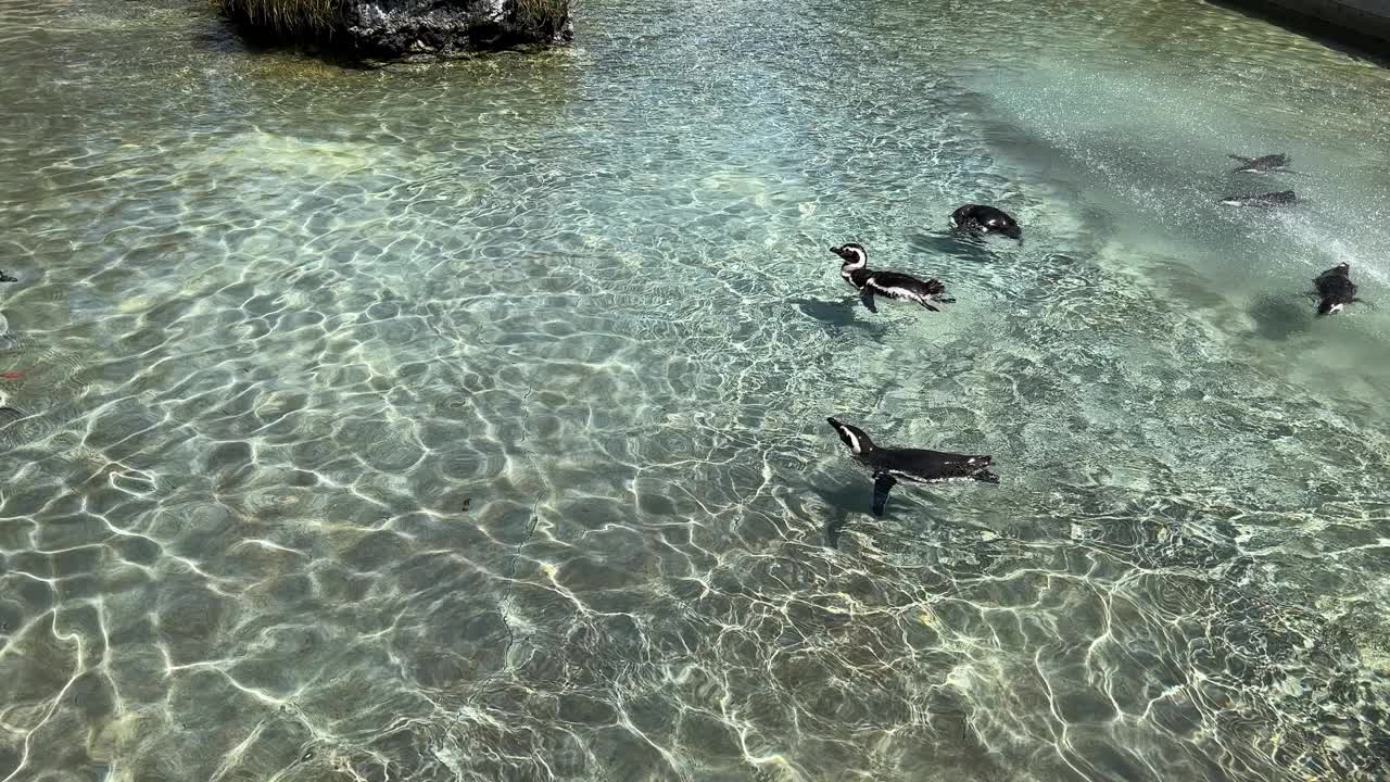 阳光明媚的一天，企鹅在清澈的水里游泳视频下载