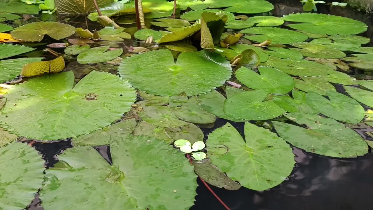 鱼塘里漂浮着荷花视频素材