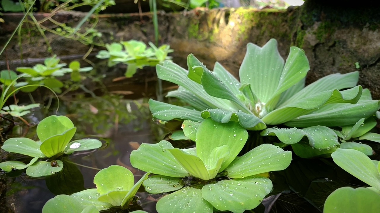 鱼塘里漂浮着荷花视频素材