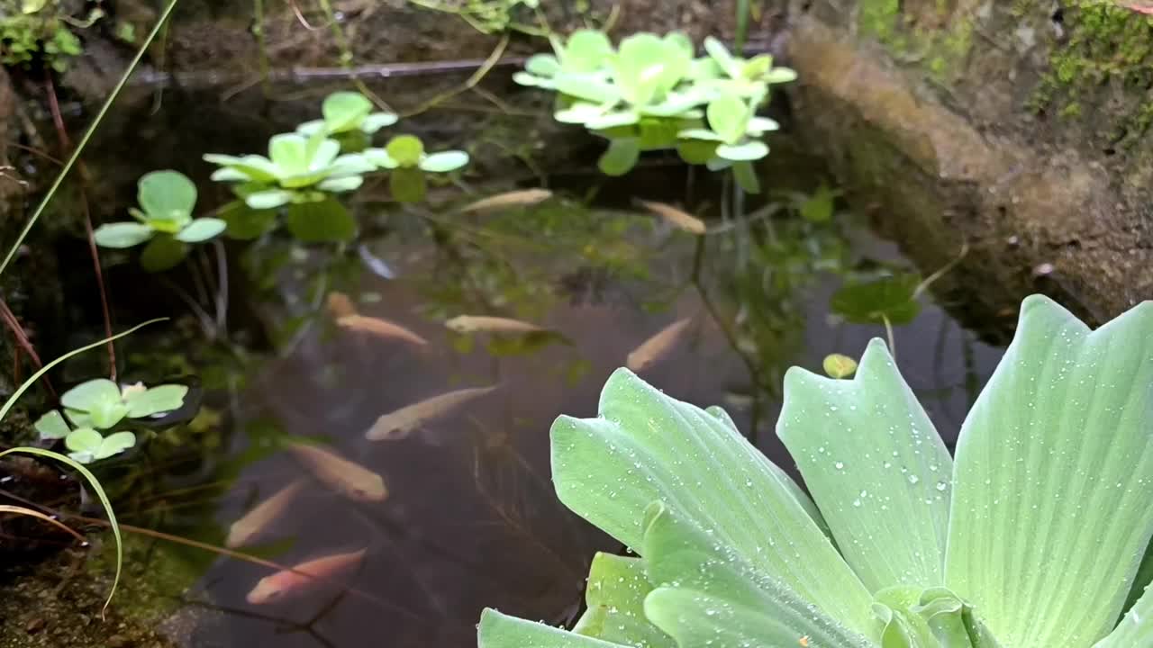 鱼塘里漂浮着荷花视频素材