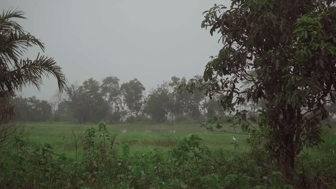 穿过河边的野树林视频素材