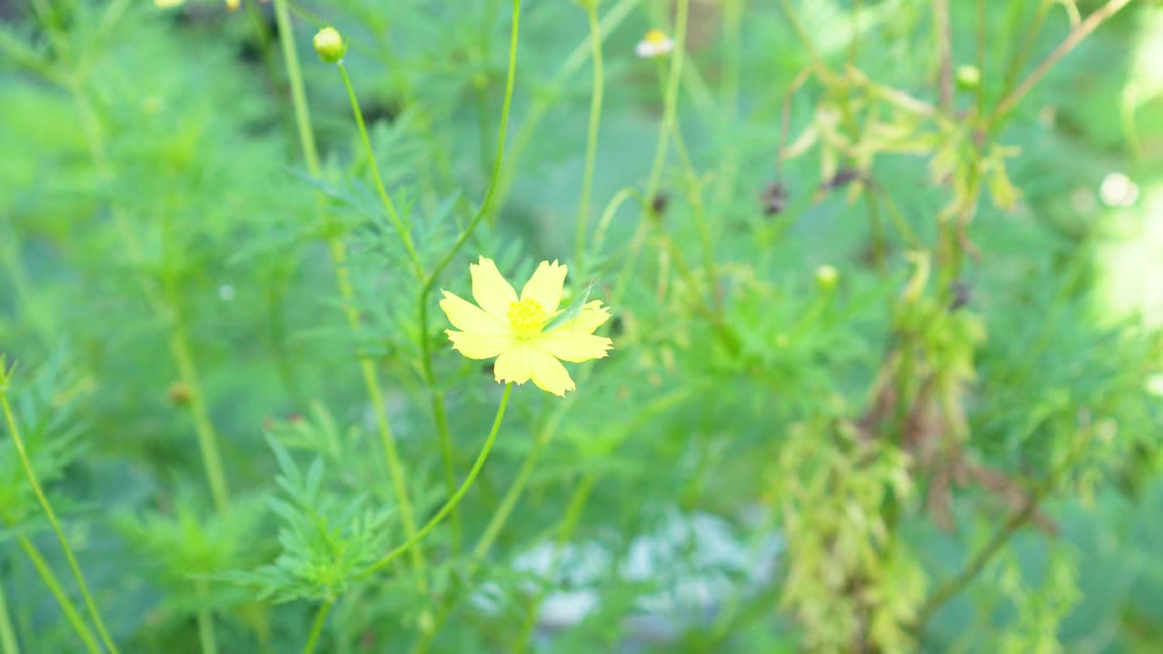 黄色花，硫磺宇宙，墨西哥紫菀花盛开美丽的春天在花园里，模糊的自然背景视频素材