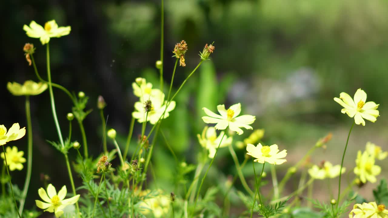 黄色花，硫磺宇宙，墨西哥紫菀花盛开美丽的春天在花园里，模糊的自然背景视频素材