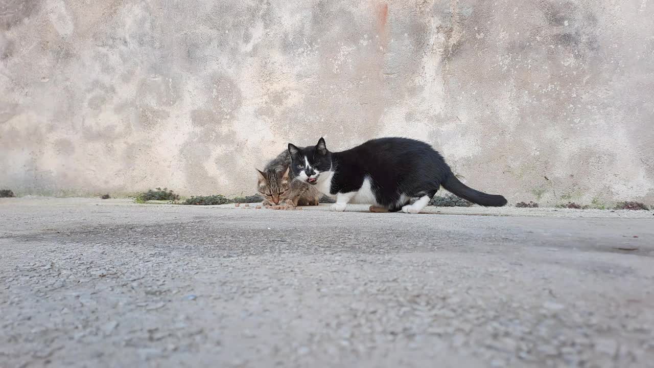 三只猫在啃肉视频下载