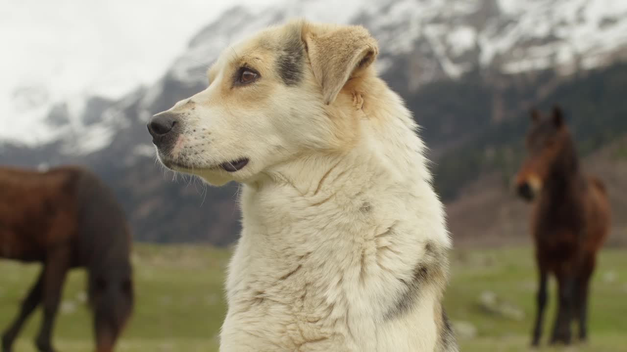 一只牧羊犬在高山草地上的肖像。在山景的背景下，一只惊人的平静的狗。狗牧马视频下载