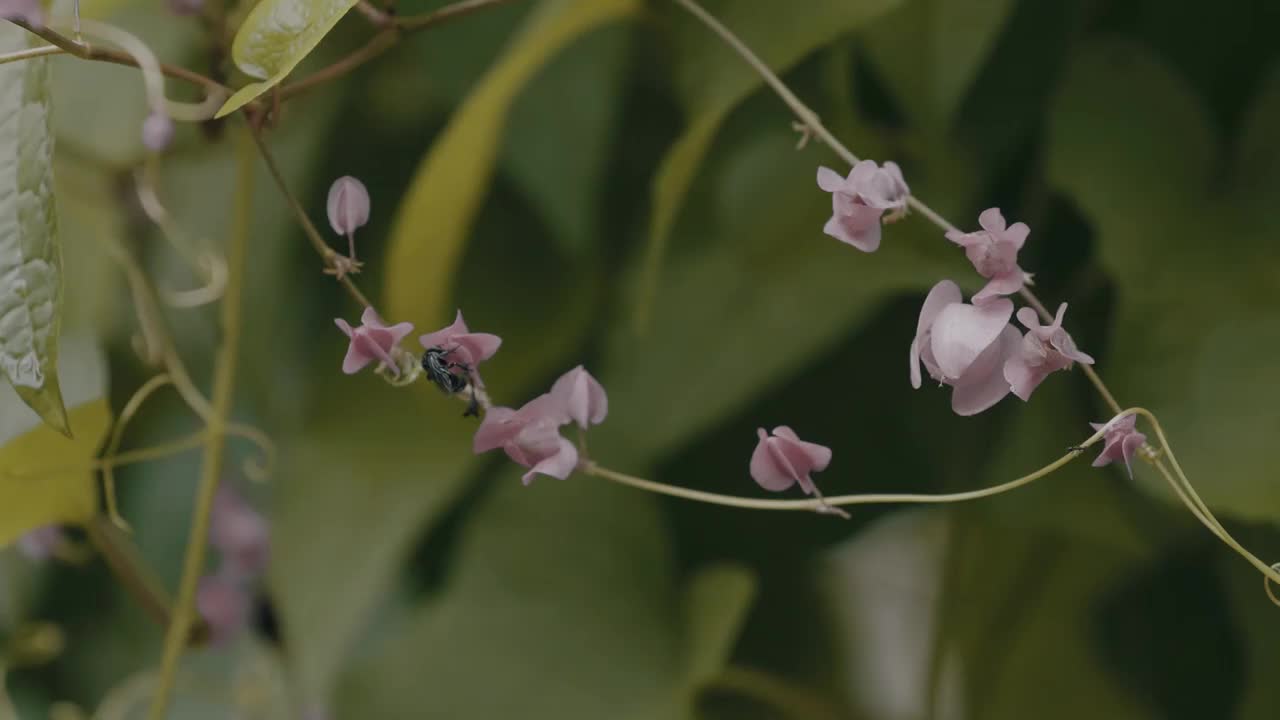 新娘泪花，含有大量的项链视频素材