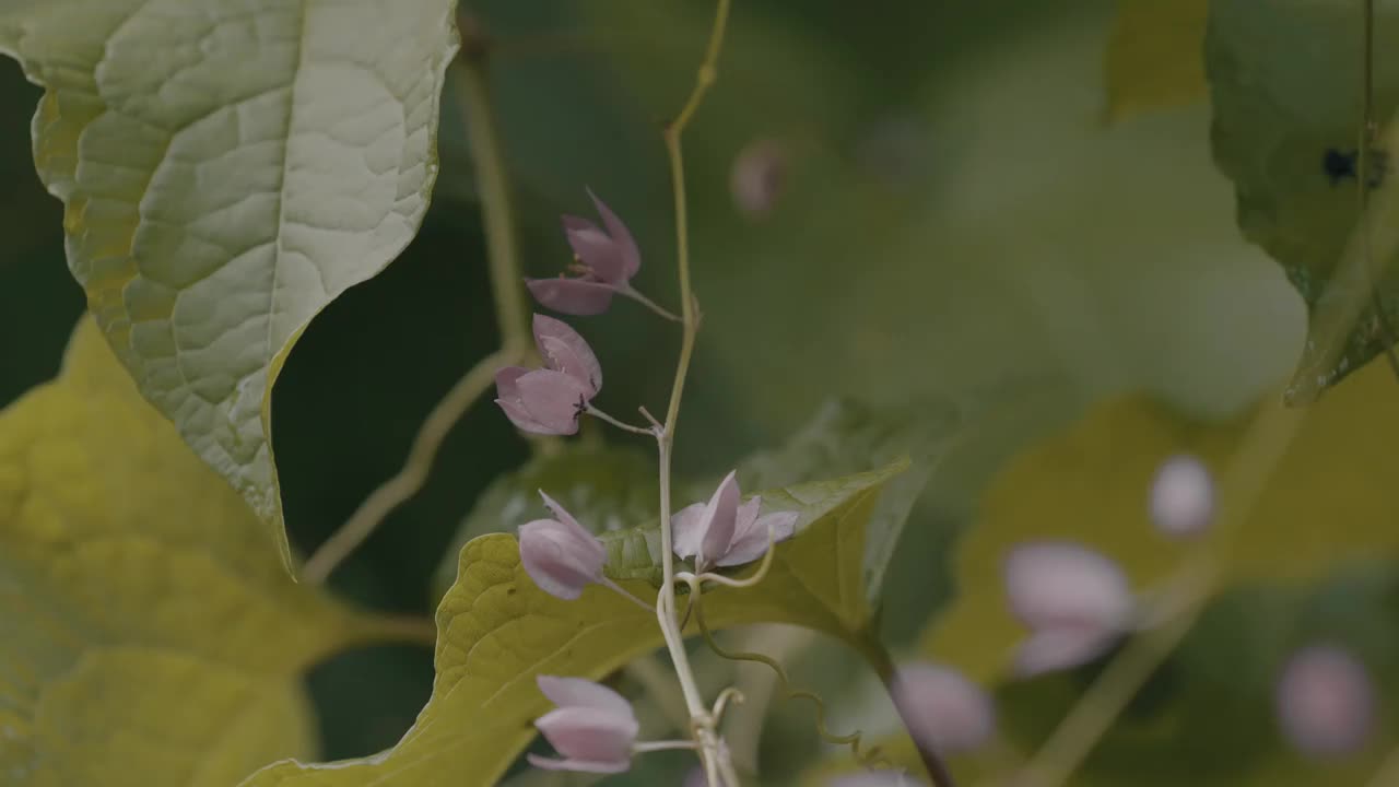 新娘泪花，含有大量的项链视频素材