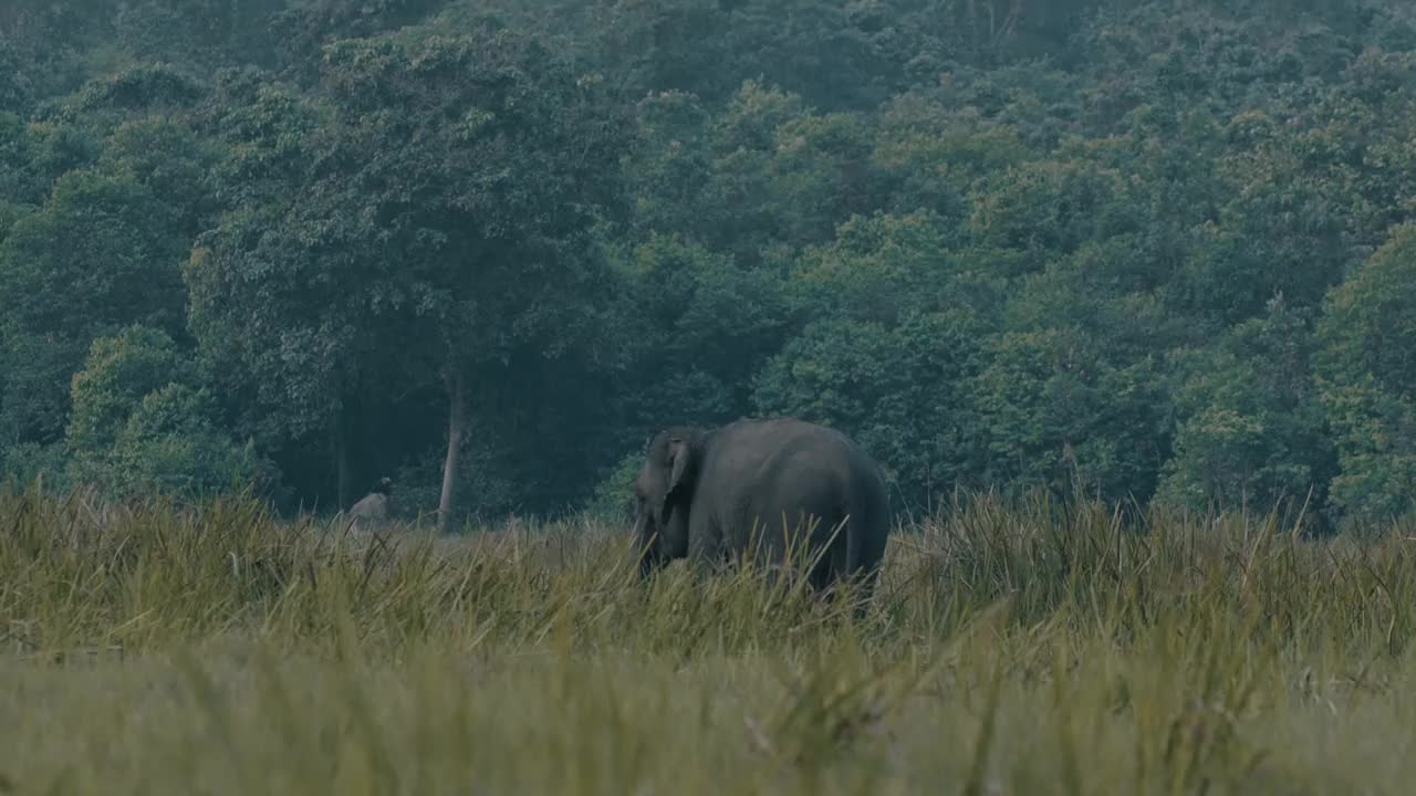 苏门答腊象视频素材