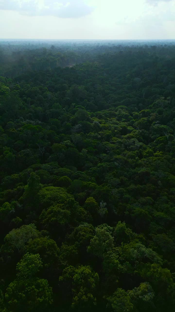 无人驾驶飞机拍摄的原始茂密的亚马逊雨林视频素材