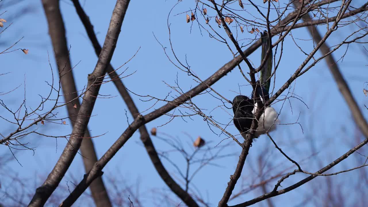 一只喜鹊栖息在一根满是落叶的树枝上，以蓝天为背景，啄着树枝，剪掉细枝。视频下载