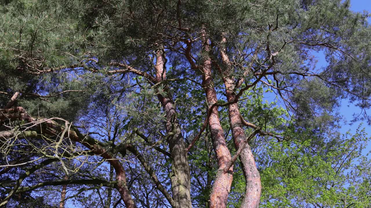 晴朗的天气里松树上的绿色针叶视频素材