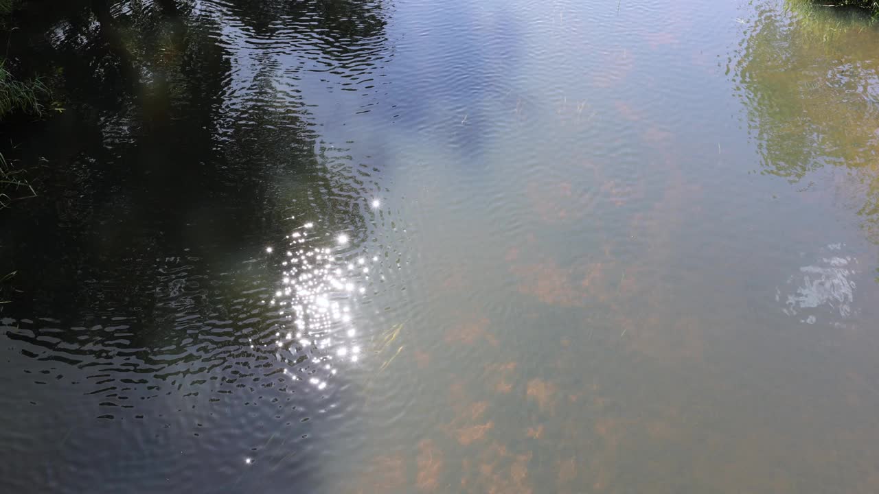 泥泞的沼泽水和夏季的植物视频素材